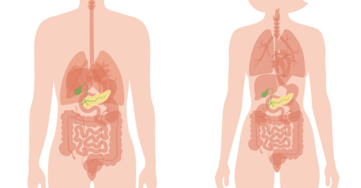 pancreas location in the body