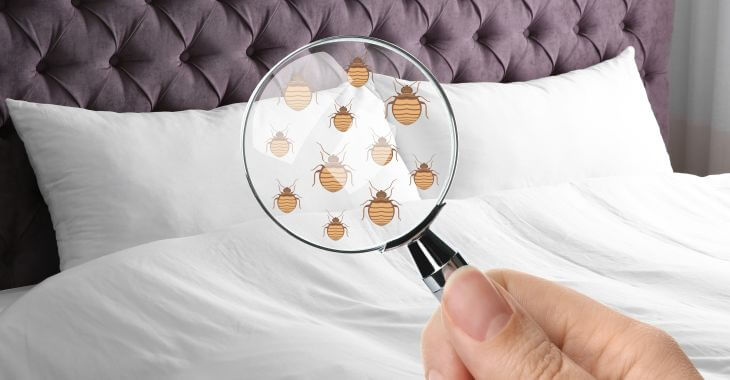 A person with a magnifying glass scanning the bed for bed bugs.