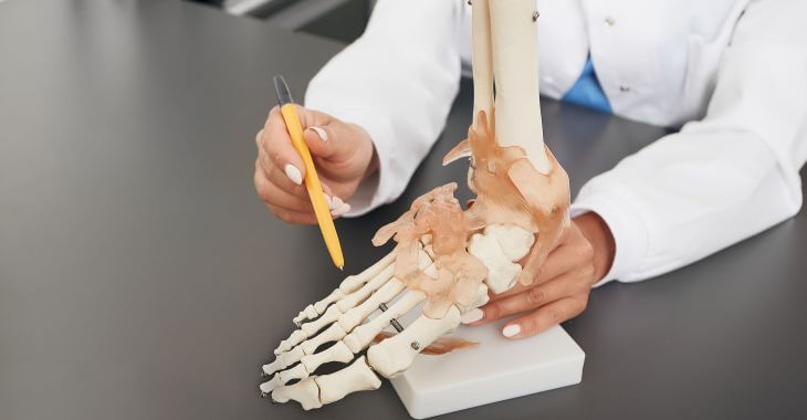 A doctor pointing to a small toe on a foot model.